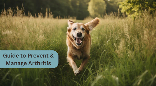 From Prevention to Treatment: A Comprehensive Guide to Managing Arthritis and Joint Health in Dogs