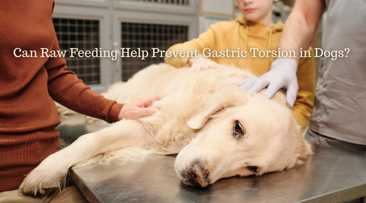 Can Raw Feeding Help Prevent Gastric Torsion in Dogs?