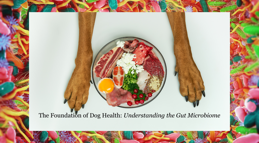 The Foundation of Dog Health: Understanding the Gut Microbiome
