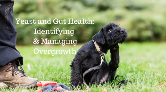 Yeast and Gut Health: Identifying and Managing Overgrowth