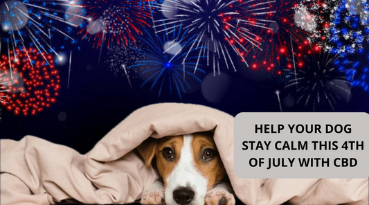 CBD for Fireworks Fear: Helping Dogs Stay Calm on the Fourth of July