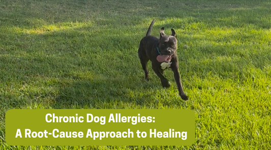 Chronic Dog Allergies: A Root-Cause Approach to Healing