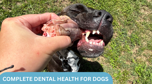 Complete Picture of Dental Health for Dogs: Keeping Those Pearly Whites Clean!