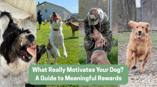 What Really Motivates Your Dog? A Guide to Meaningful Rewards