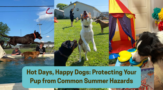 Hot Days, Happy Dogs: Protecting Your Pup from Common Summer Hazards