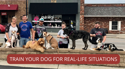 Beyond Basic Commands: Training Your Dog for Real-Life Situations