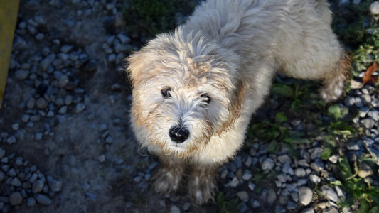 Unveiling the Magic of Medicinal Mushrooms for Your Dog's Health