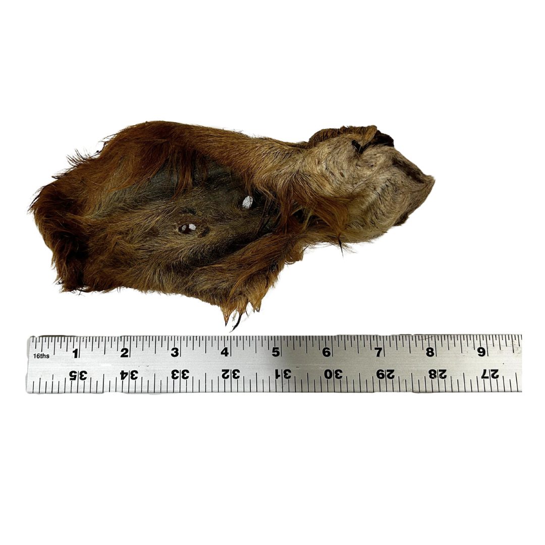 Hairy Cow Ears