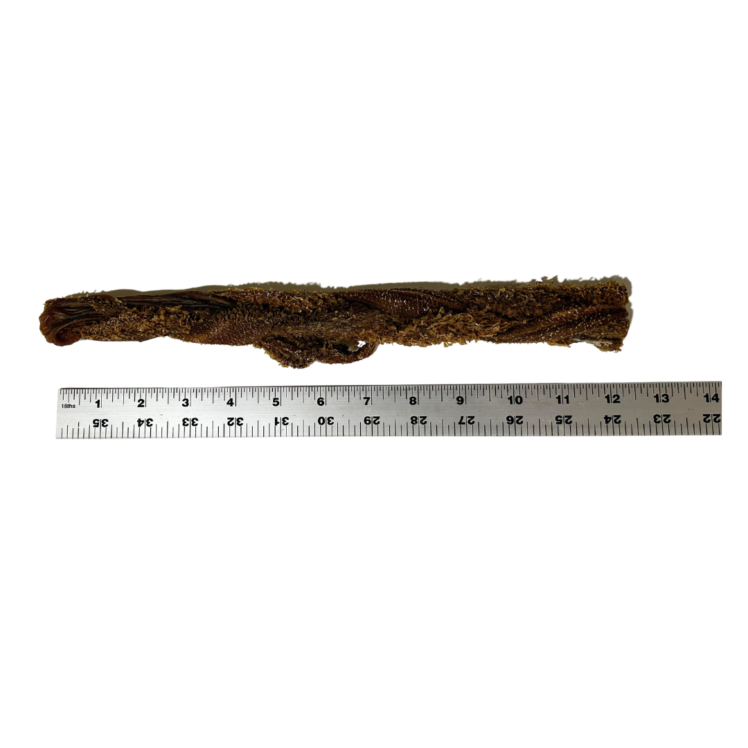 12" Braided Beef Tripe
