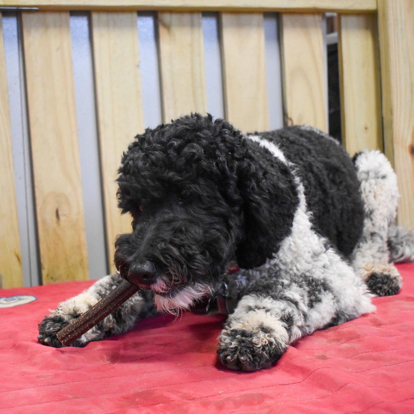 Peanut Carob Dental Chew