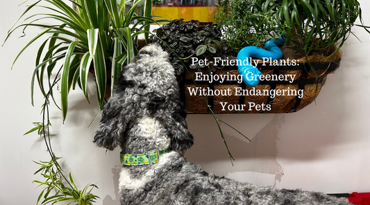 Pet-Friendly Plants: Enjoying Greenery Without Endangering Your Pets