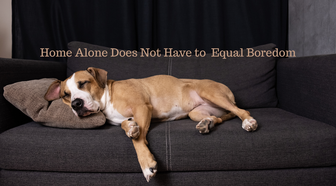 Home Alone Doesn’t Have to Mean Boredom: Helping Your Dog Settle When You're Away