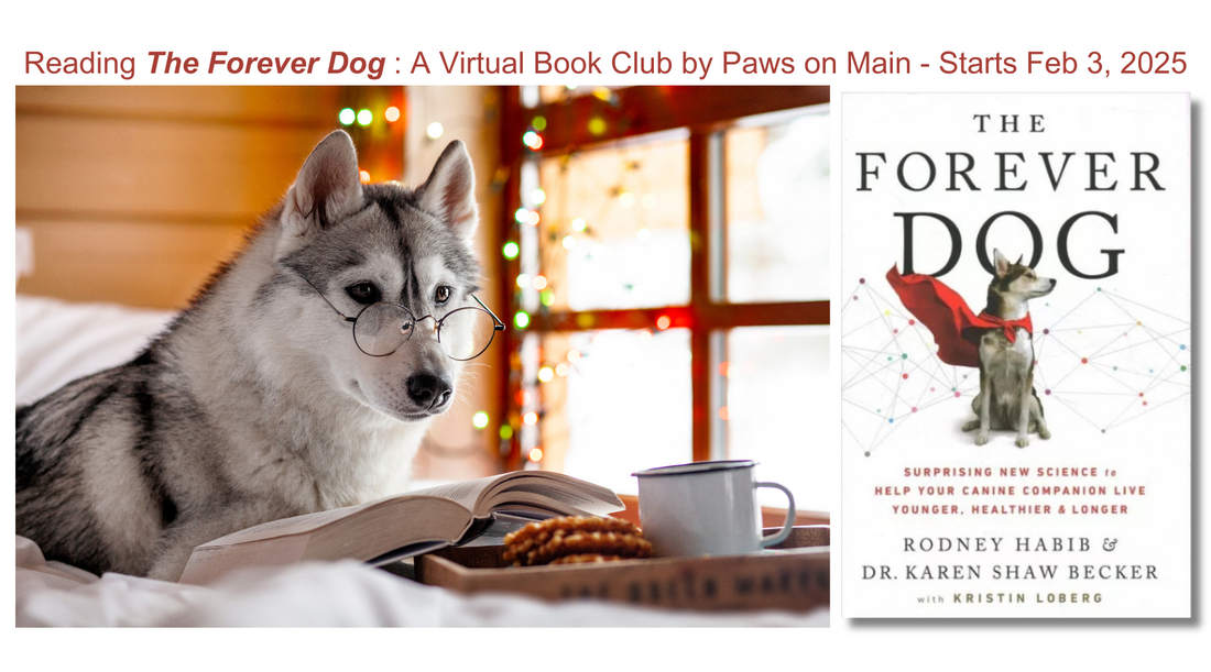 Why We Love 'The Forever Dog'