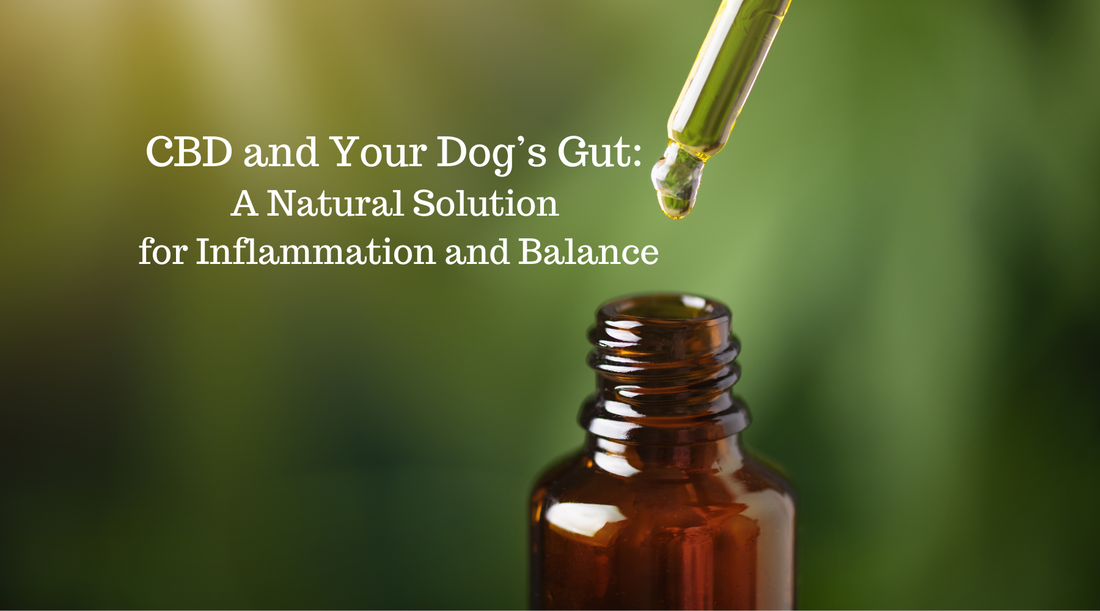 CBD and Your Dog’s Gut: A Natural Solution for Inflammation and Balance