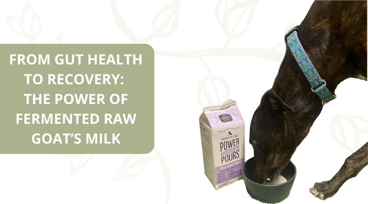 From Gut Health to Recovery: The Power of Fermented Raw Goat’s Milk