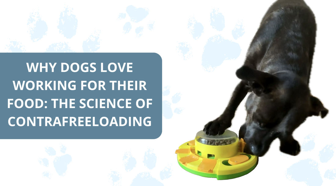 Why Dogs Love Working for Their Food: The Science of Contrafreeloading