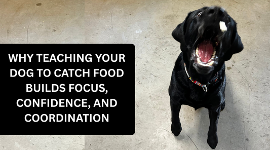 Why Teaching Your Dog to Catch Food Builds Focus, Confidence, and Coordination