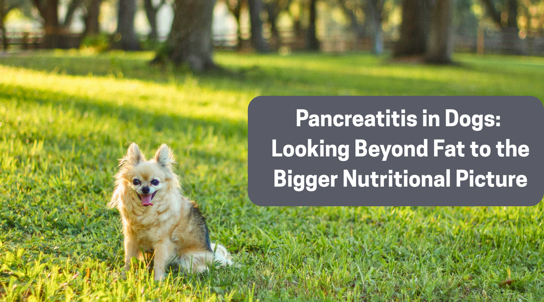 Pancreatitis in Dogs: Looking Beyond Fat to the Bigger Nutritional Picture