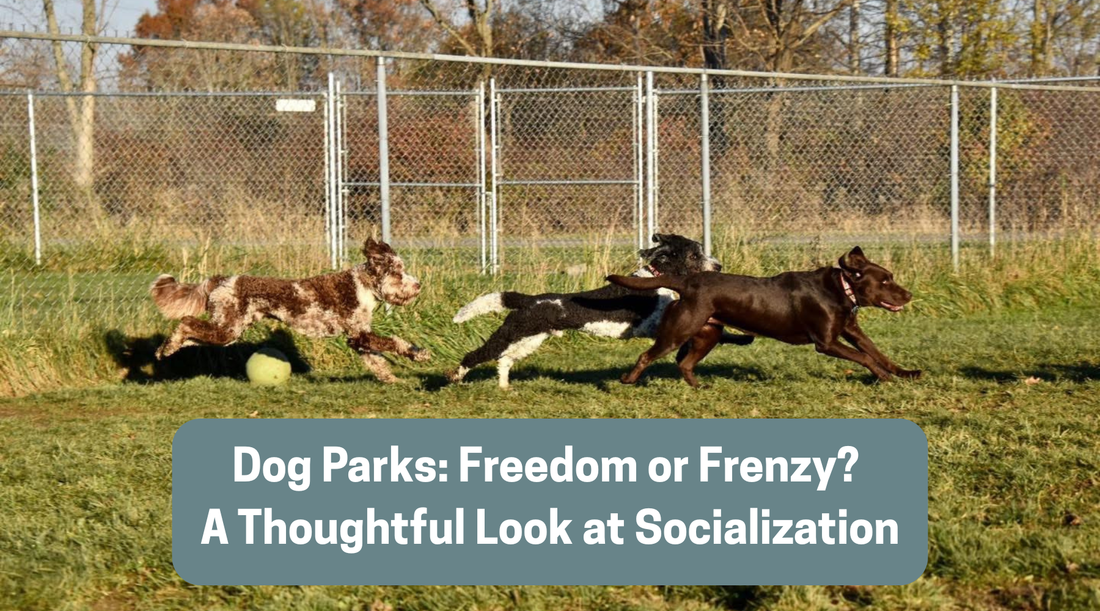 Dog Parks: Freedom or Frenzy? A Thoughtful Look at Socialization