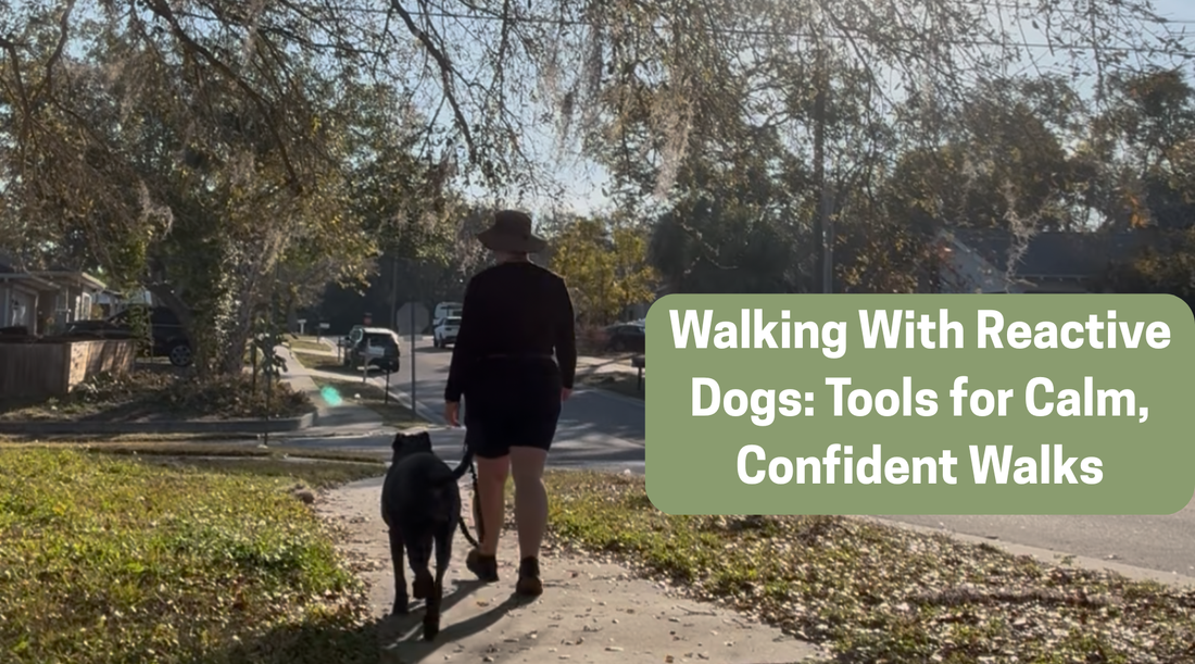 Walking With Reactive Dogs: Tools for Calm, Confident Walks