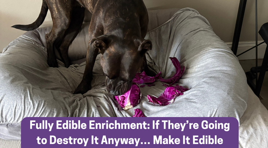 Fully Edible Enrichment: If They’re Going to Destroy It Anyway… Make It Edible
