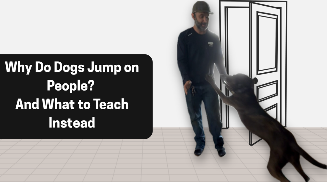 Why Do Dogs Jump on People? And What to Teach Instead