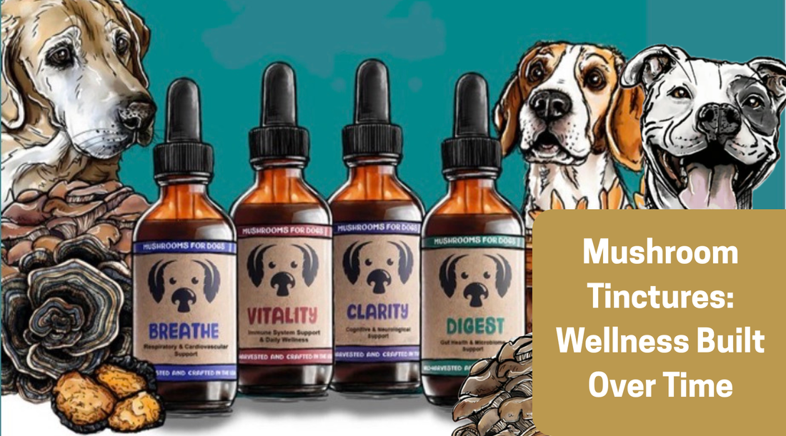 Mushroom Tinctures: Wellness Built Over Time
