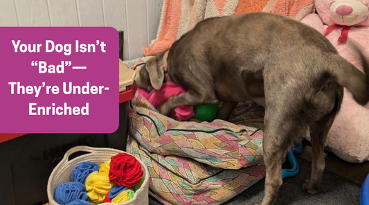 Your Dog Isn’t “Bad”—They’re Under-Enriched