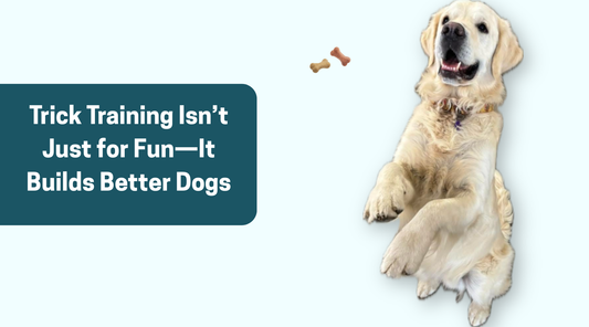 Trick Training Isn’t Just for Fun—It Builds Better Dogs