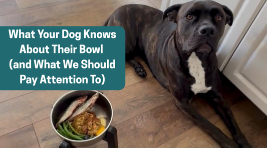What Your Dog Knows About Their Bowl (and What We Should Pay Attention To)