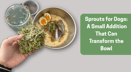 Sprouts for Dogs: A Small Addition That Can Transform the Bowl