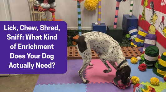 Lick, Chew, Shred, Sniff: What Kind of Enrichment Does Your Dog Actually Need?