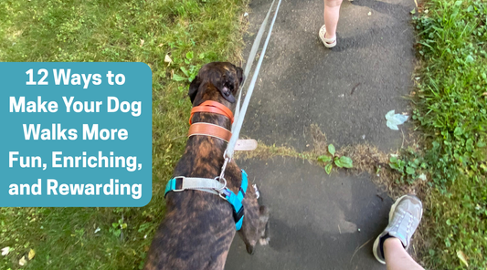 12 Ways to Make Your Dog Walks More Fun, Enriching, and Rewarding