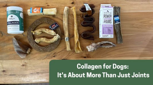 Collagen for Dogs: It's About More Than Just Joints