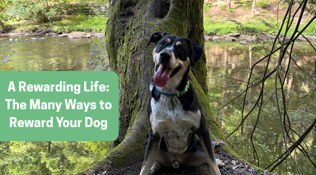 A Rewarding Life: The Many Ways to Reward Your Dog
