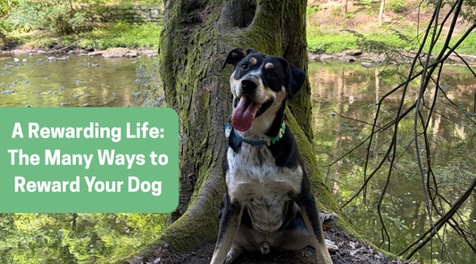 A Rewarding Life: The Many Ways to Reward Your Dog
