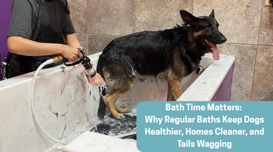Bath Time Matters: Why Regular Baths Keep Dogs Healthier, Homes Cleaner, and Tails Wagging