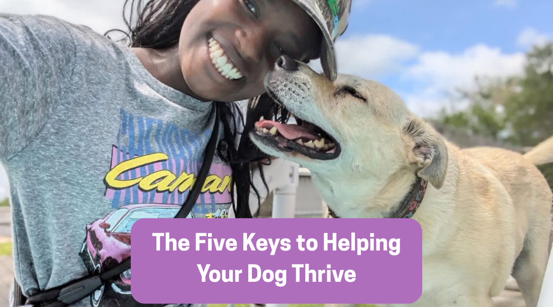 The Five Keys to Helping Your Dog Thrive