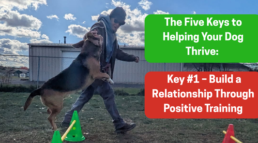 The Five Keys to Helping Your Dog Thrive: Key #1 – Build a Relationship Through Positive Training