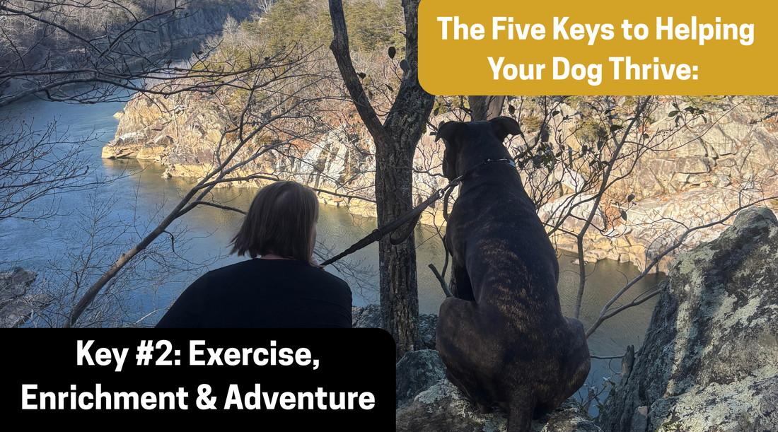The Five Keys to Helping Your Dog Thrive: Key #2- Exercise, Enrichment & Adventure
