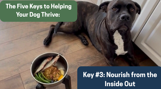 The Five Keys to Helping Your Dog Thrive: Key #3- Nourish from the Inside Out