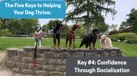 The Five Keys to Helping Your Dog Thrive: Key #4- Confidence Through Socialization