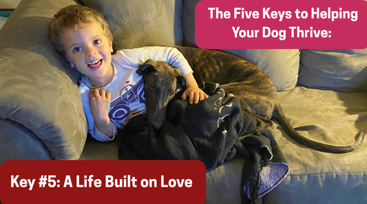 The Five Keys to Helping Dogs Thrive: Key #5- A Life Built on Love