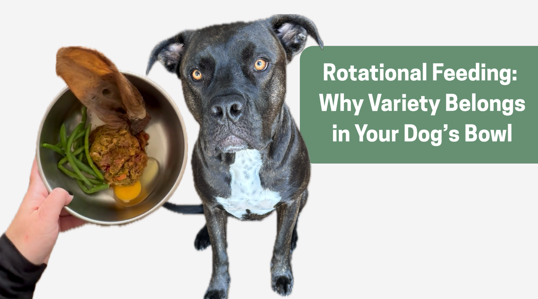 Rotational Feeding: Why Variety Belongs in Your Dog’s Bowl