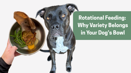 Rotational Feeding: Why Variety Belongs in Your Dog’s Bowl