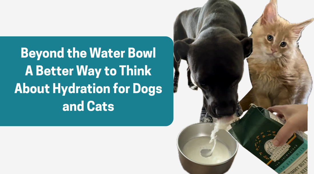 Beyond the Water Bowl: A Better Way to Think About Hydration for Dogs and Cats