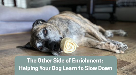 The Other Side of Enrichment: Helping Your Dog Learn to Slow Down