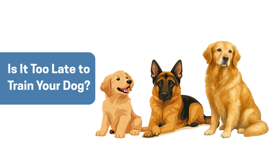 Is It Too Late to Train Your Dog?