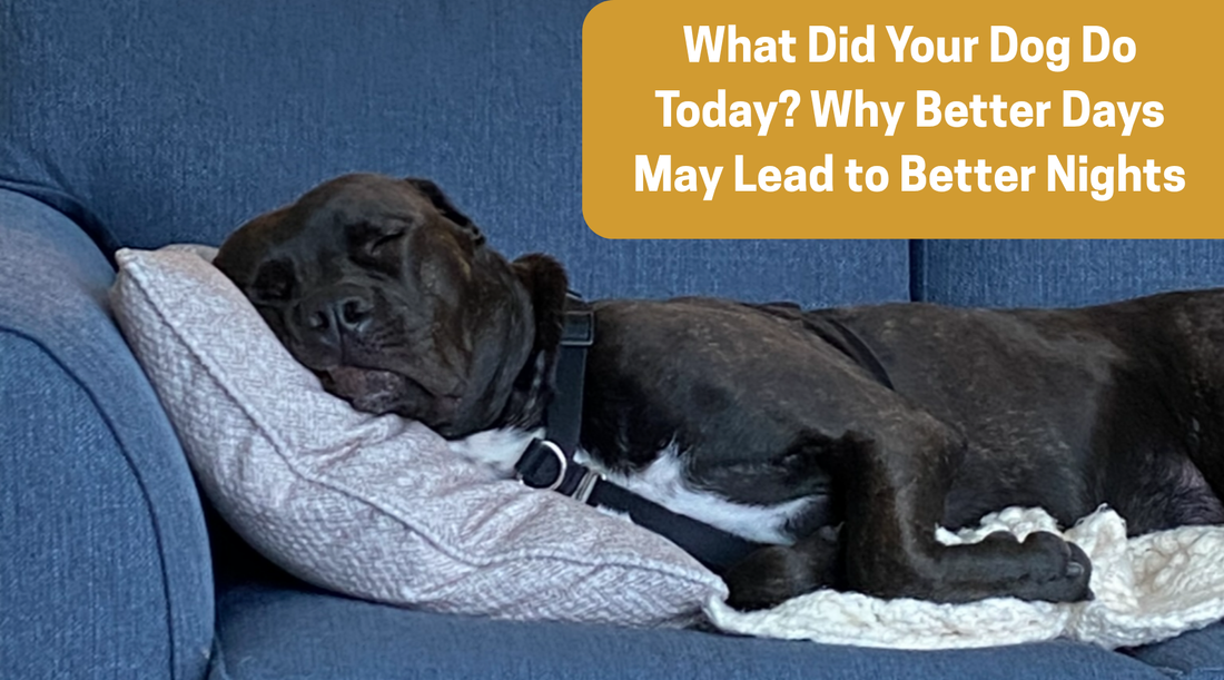 What Did Your Dog Do Today? Why Better Days May Lead to Better Nights