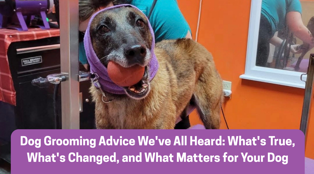 Dog Grooming Advice We've All Heard: What's True, What's Changed, and What Matters for Your Dog